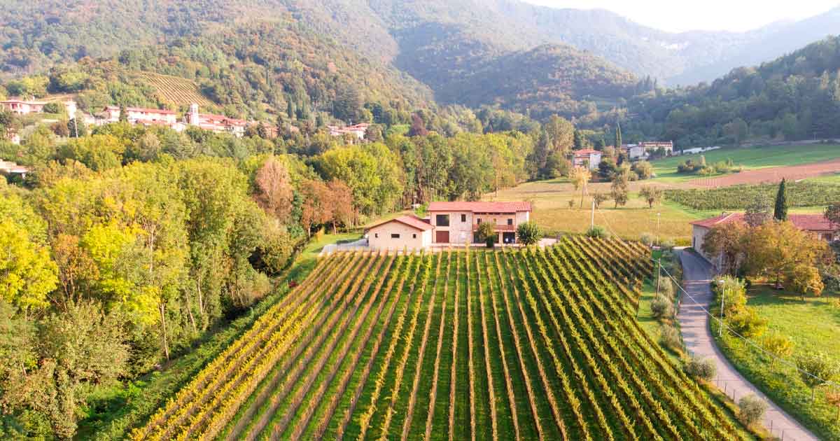 Foto dei Vigneti della cantina Nove Lune