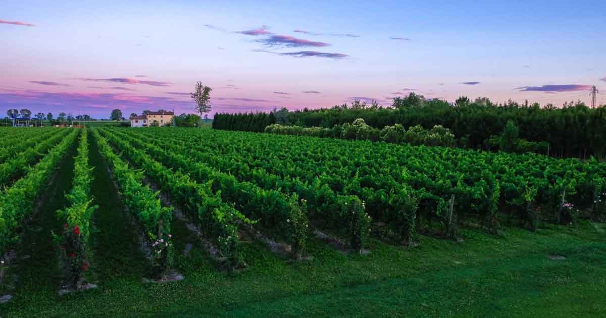 Foto Vigneti Albafiorita