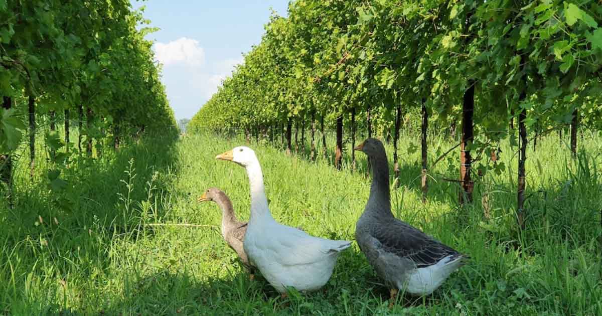 Vigneti_e_Sovescio_Cantina_Trezero