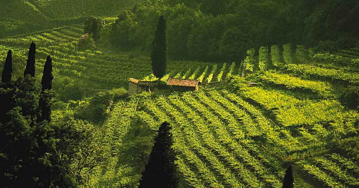 Cantina_Vivallis_Vigneti