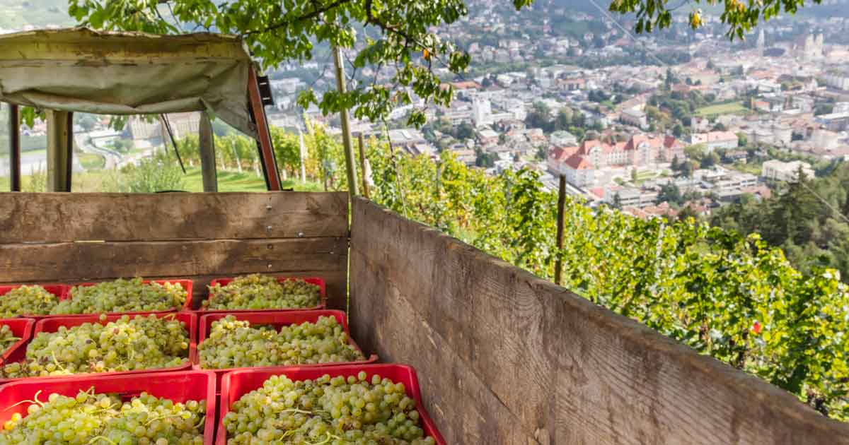 Foto_Uva_raccolta _in_Vendemmia_Burgerhof