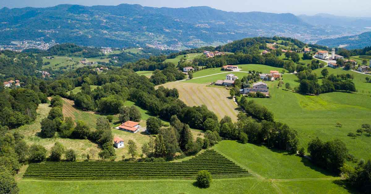 Vigneti_Terre_di_Cerealto