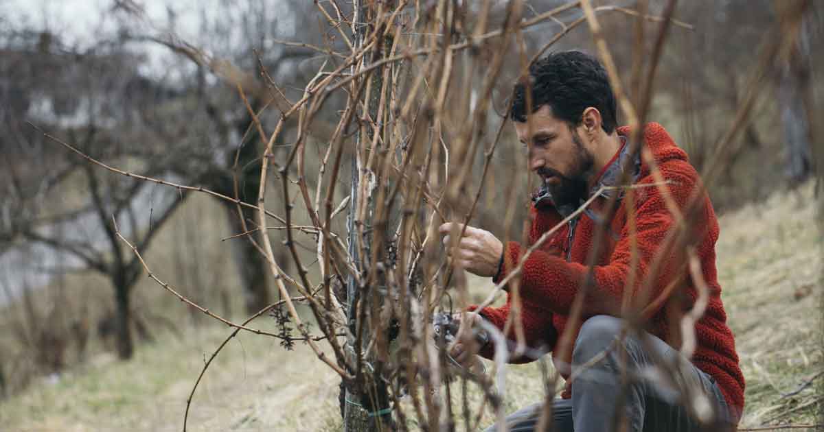 Filippo_de_Martin_Un_Orsa_Minore_azienda_Agricola
