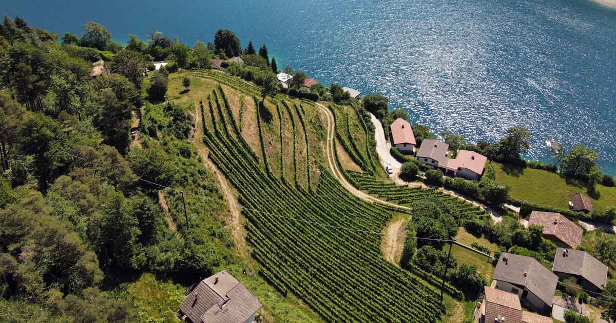 Foto_Aerea_Vigneti_Sartori_Organic_Farm