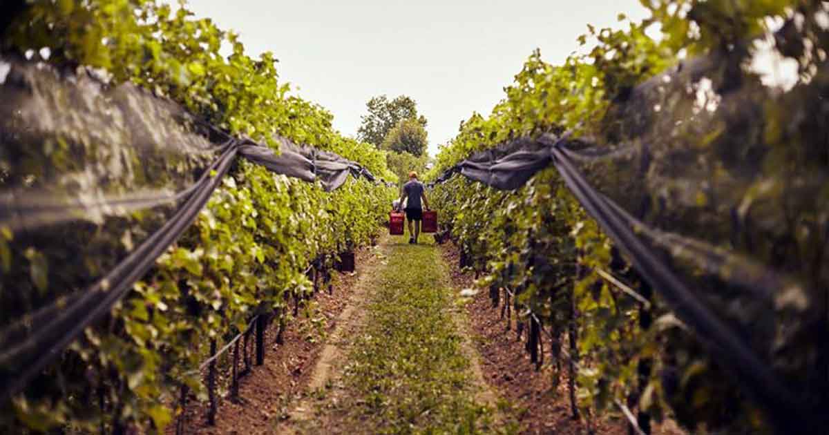 Foto Vigneti Ca da Roman Vicenza