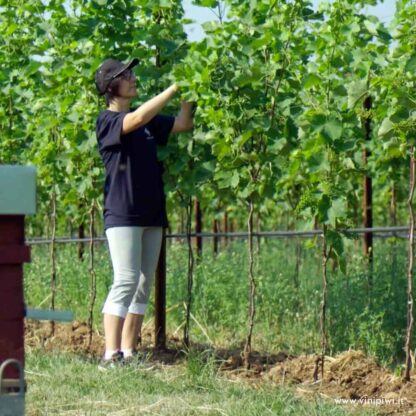 4.07 brut, Montelliana - immagine 3