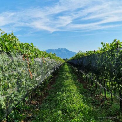 Rufini brut, Terre di Ger - immagine 3