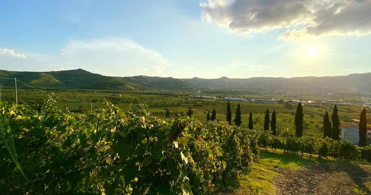 Vigneti_Giannitessari_Veneto