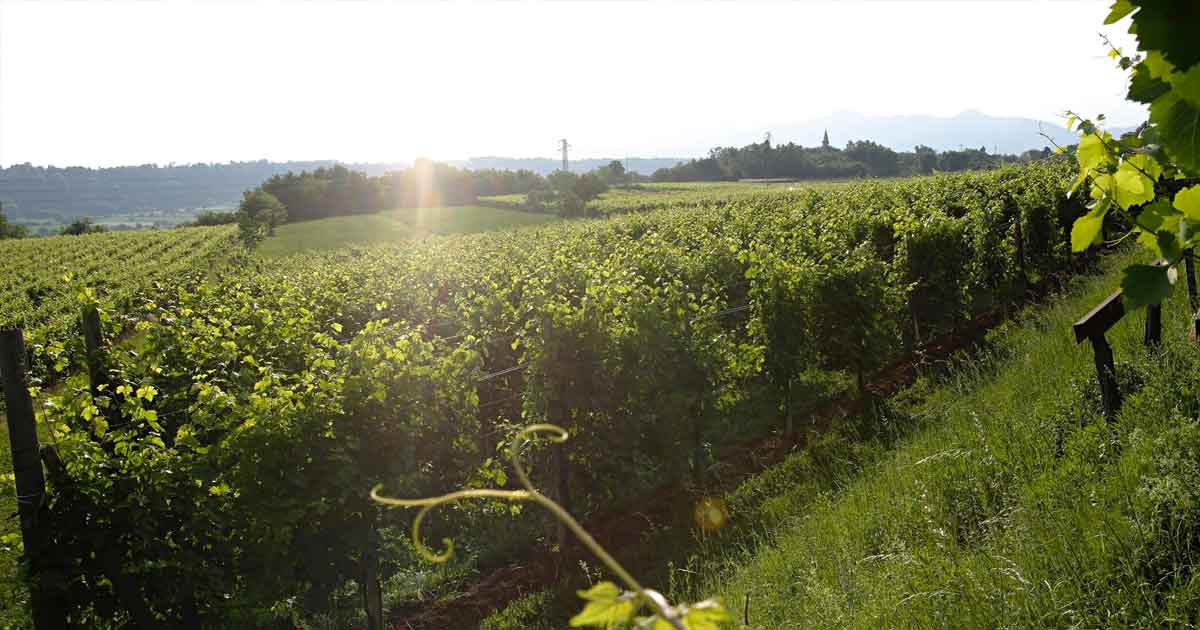 Montelliana foto dei Vigneti