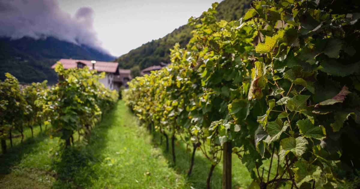 Filanda de Boron Vigneti