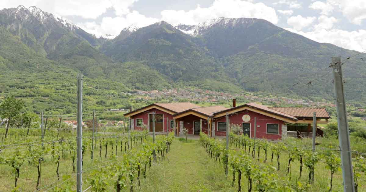 Rocche_dei_Vignali_Vigneti
