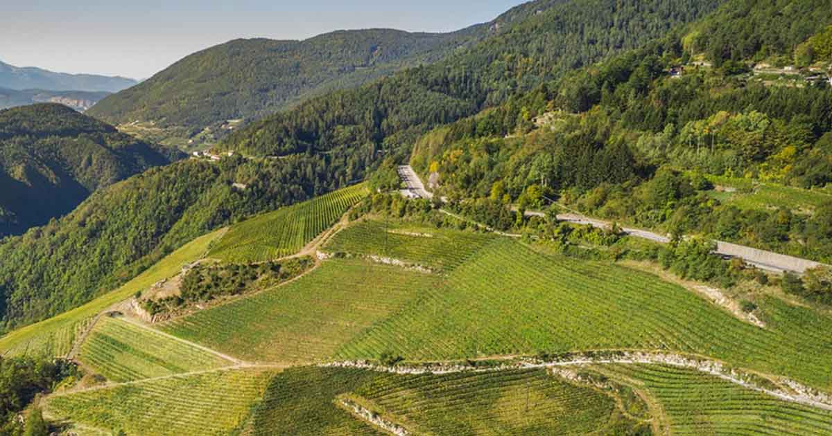 Foto_dei_Vigneti_Pojer_e_Sandri