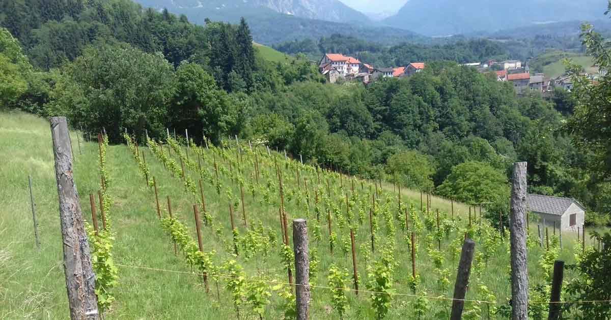 Toto_Azienda_Vinicola_Terre_Alte_Alpago