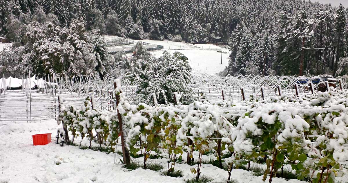 Vigneti_Vin_de-la_Neu-Nicola_Biasi