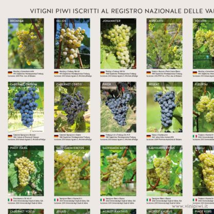 Poster Vitigni Piwi Iscritti al Registro Nazionale - immagine 2