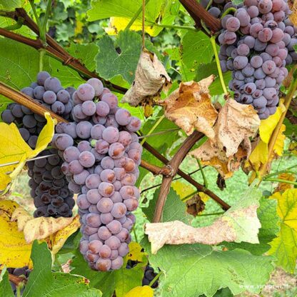 Souvignier Gris 2022, Podere Cunial - immagine 3