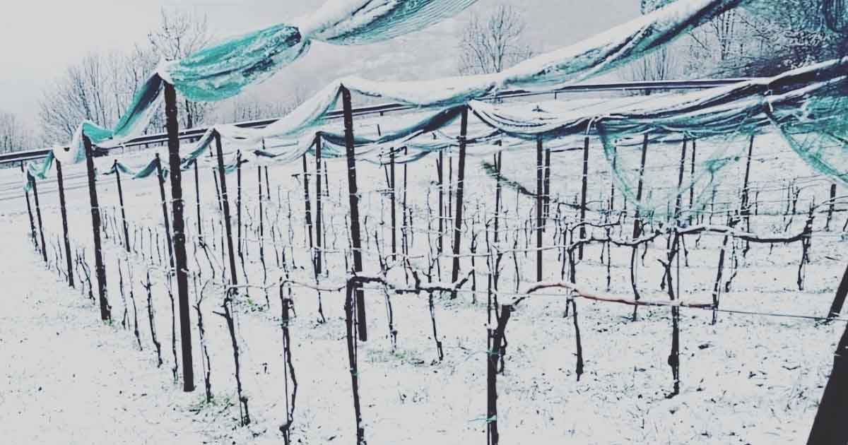 Foto Viti Società Cooperativa Agricola Adamello