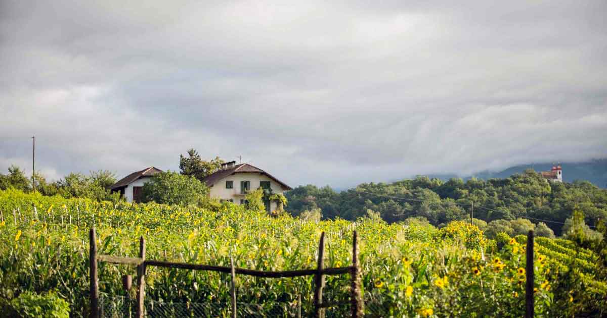 Vigneti_di_Thomas_Niedermayr