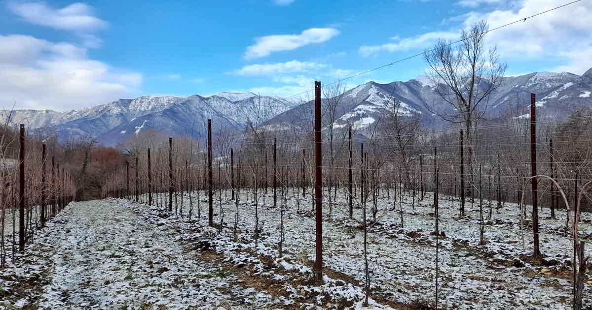 Foto_Vigneti_Podere_Cunial_inverno