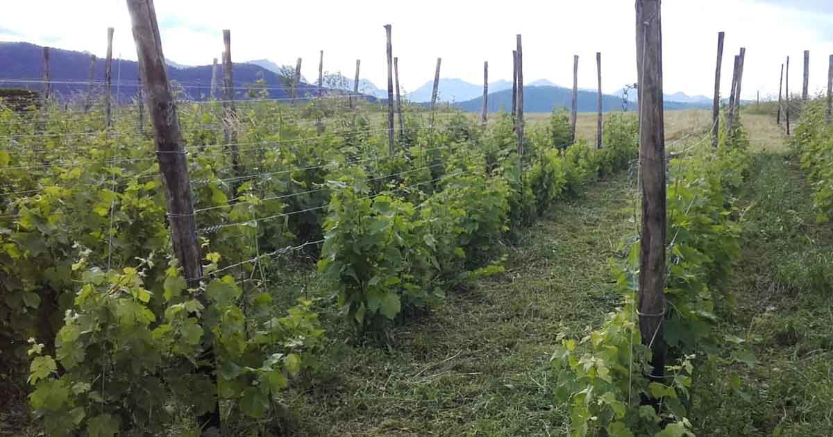 Foto_Vignenti_Azienda_agricola_Calliari_Maria_Rita