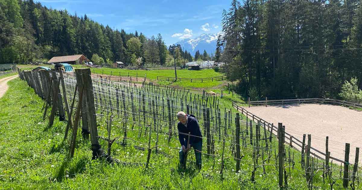 Foto_Vitigni_Azienda_Agricola_Sbop_Liseo