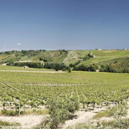 Piwi bianco 2023, Jasci - immagine 3