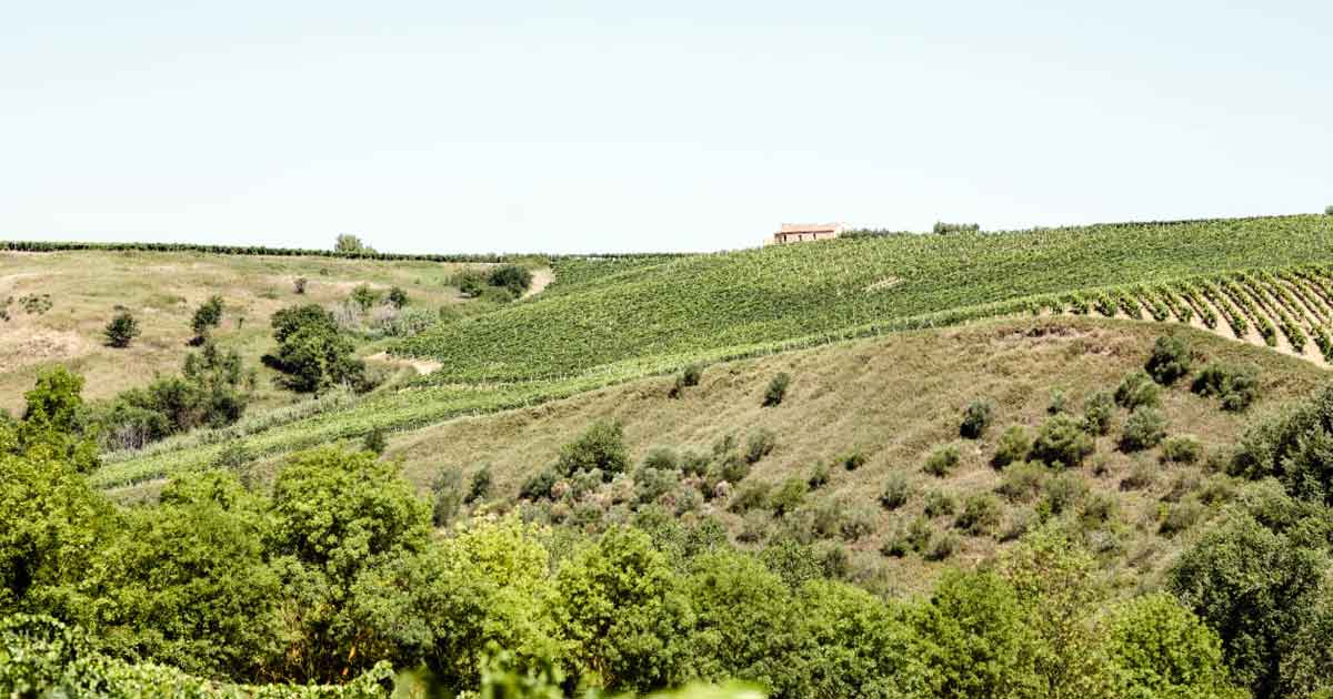 Jasci Vini Biologici Foto dei vigneti