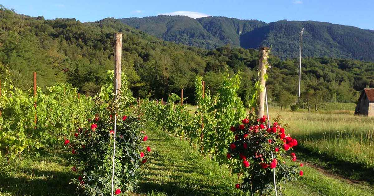 Foto dei Vigneti della Azienda Agricola Federico Mussino.