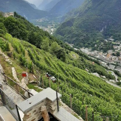 Orange Anfora 2022, Hermau - immagine 3
