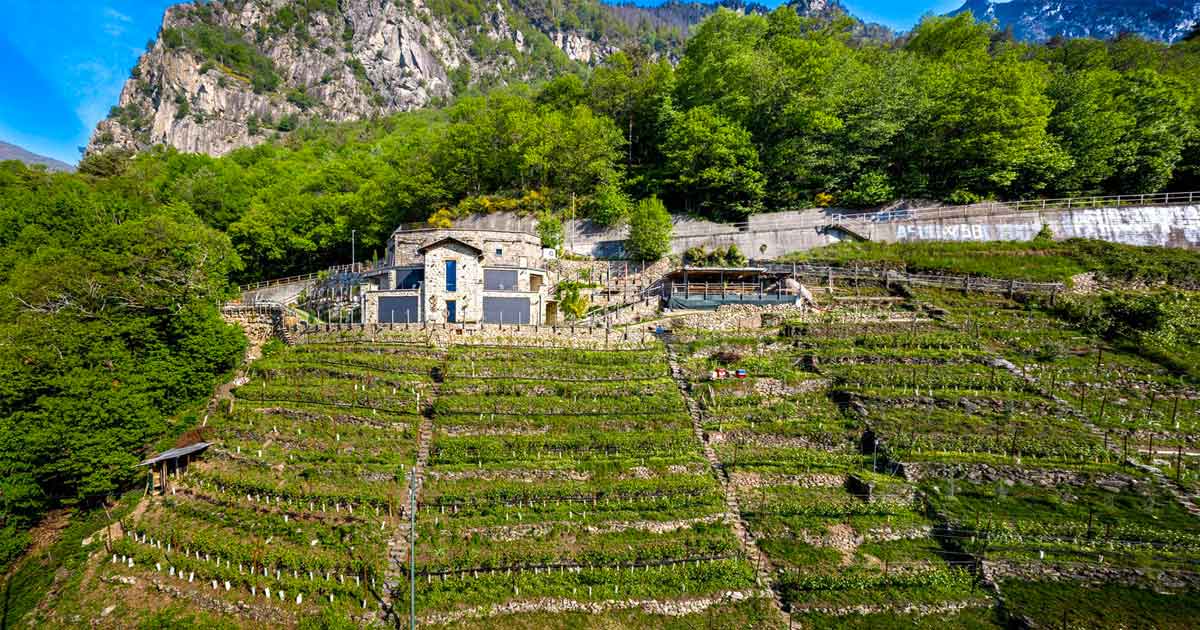 HERMAU_Vini_Agriturismo_CA’PIANAZOLA