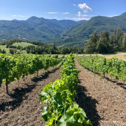 Rocca Corneta 2023, Viticoltori Alto Appennino Emiliano - immagine 3