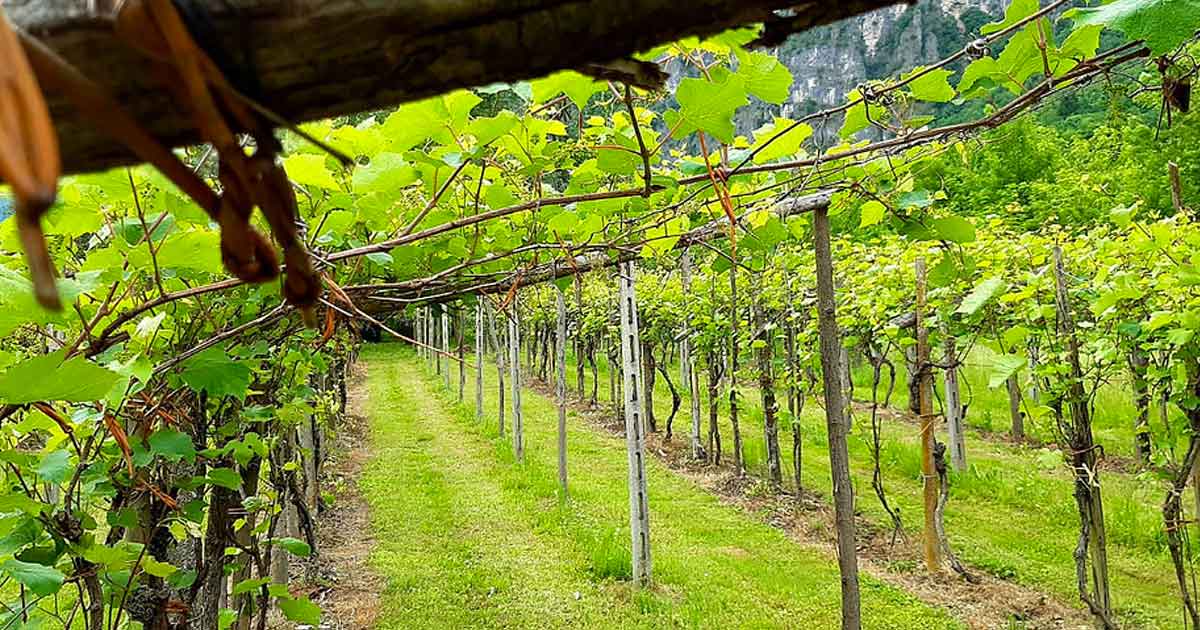 Foto dei vigneti di De Fattore Vini