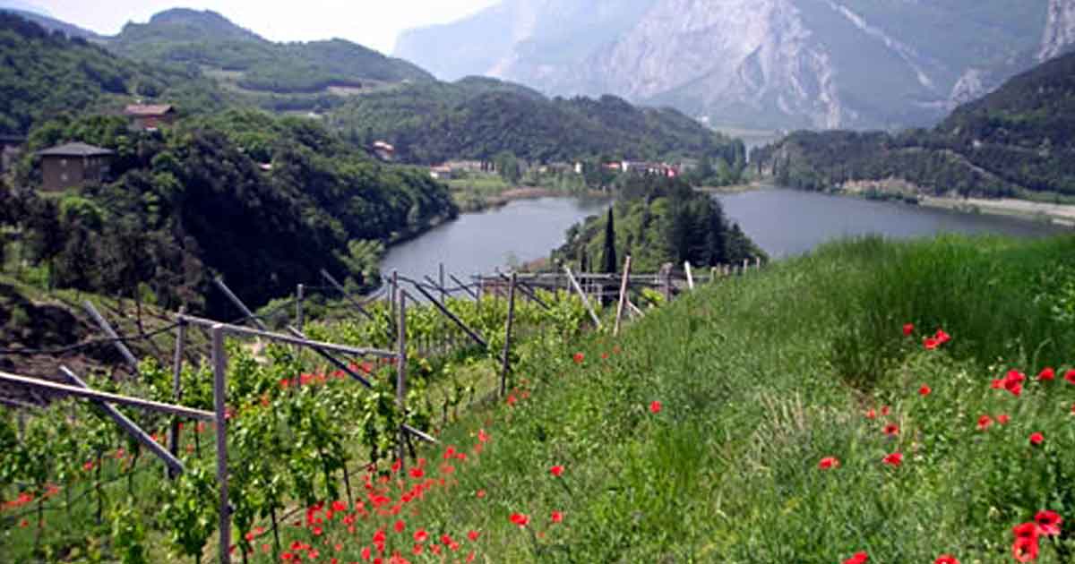 Vista_sui_Vigneti_Francesco_poli