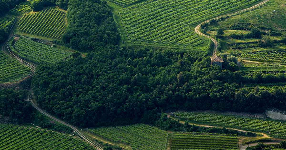 Foto di vigneti azienda Pravis