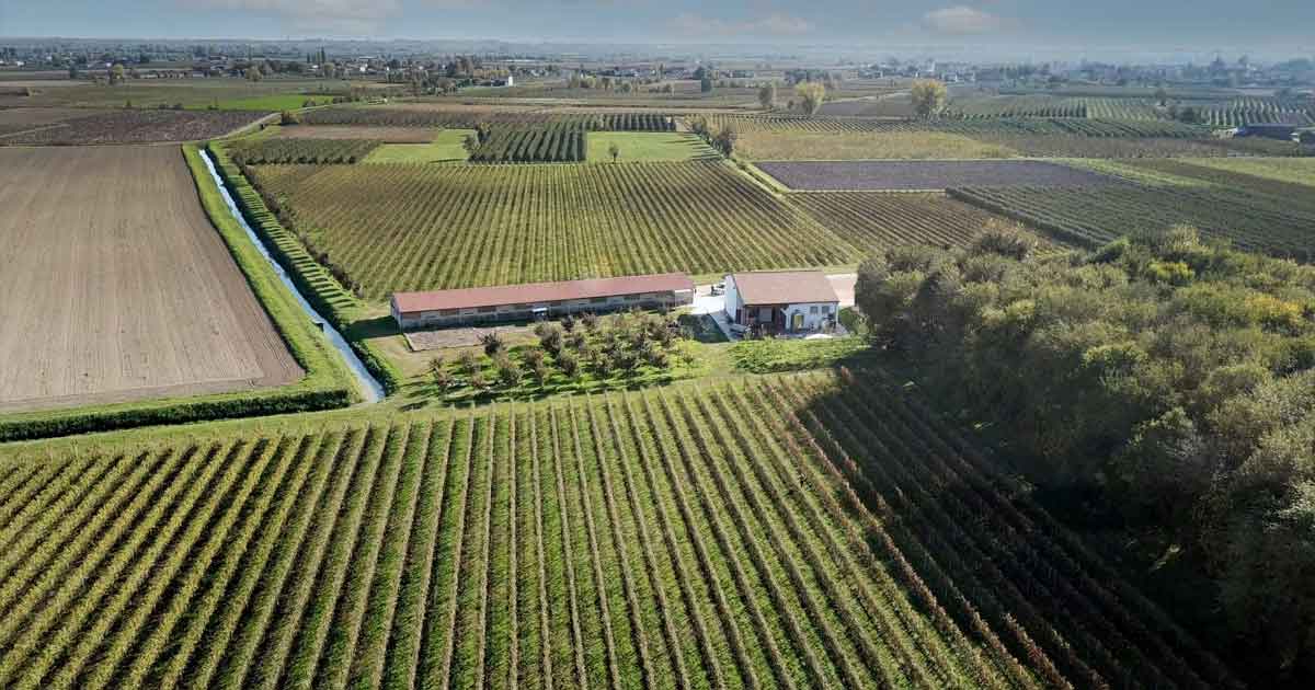 Le Carezza Cantina biologica foto aerea dei Vigneti