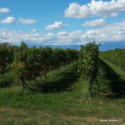 *Dolce Paola 2022, Da Pieri - immagine 5
