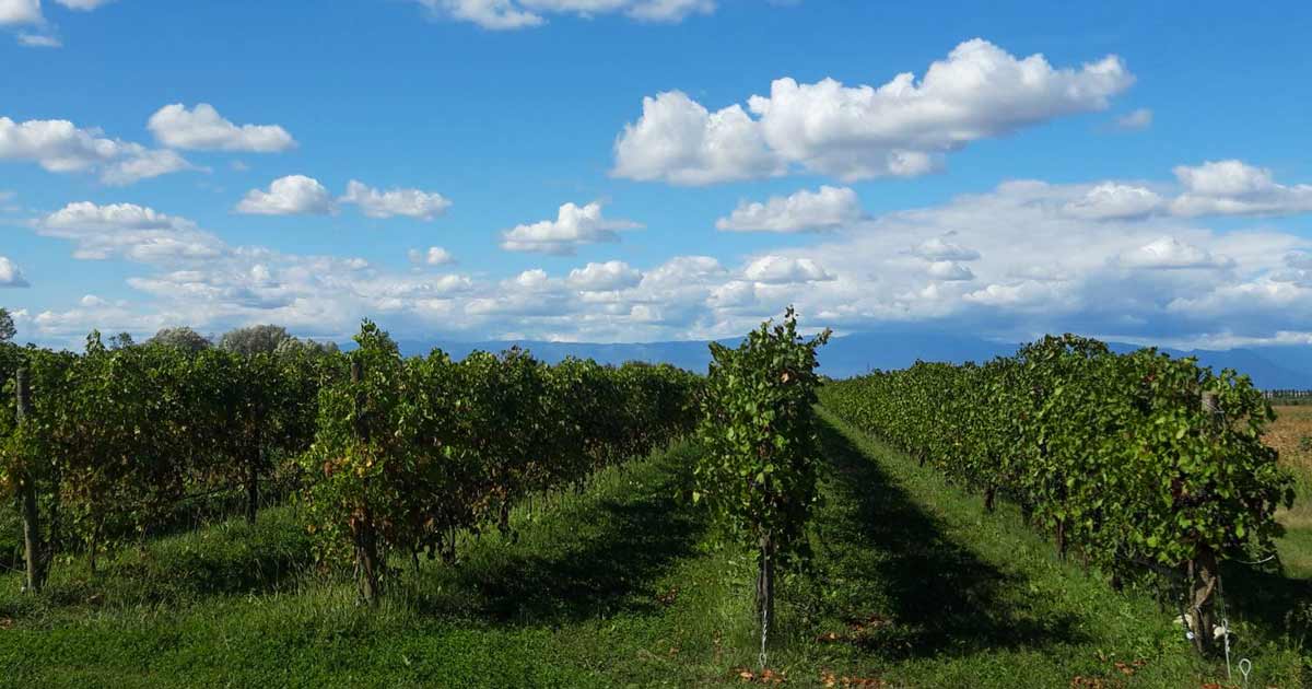 Foto dei Vitigni di Da Pieri
