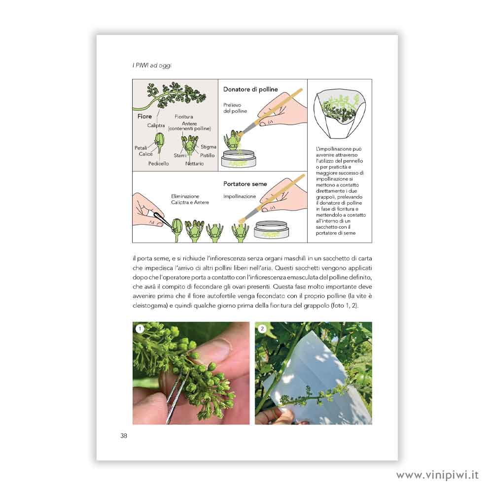 *I PIWI AD OGGI - immagine 4