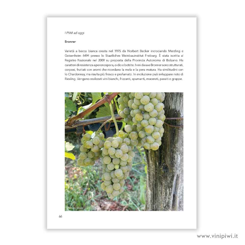 *I PIWI AD OGGI - immagine 5