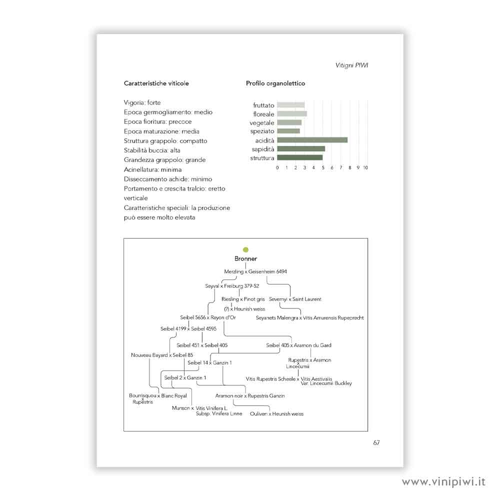 *I PIWI AD OGGI - immagine 6